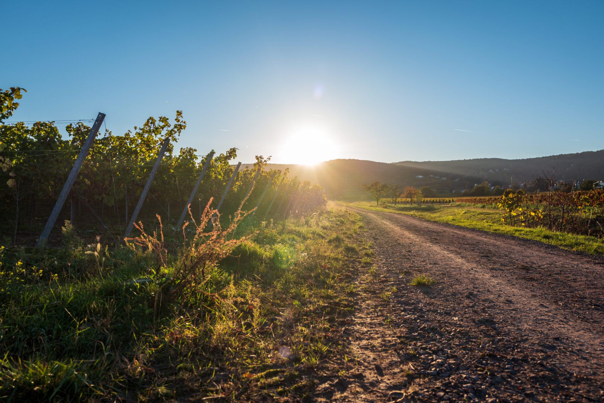 Grünstadt, Weinberge